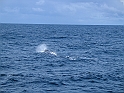 Obraz 474